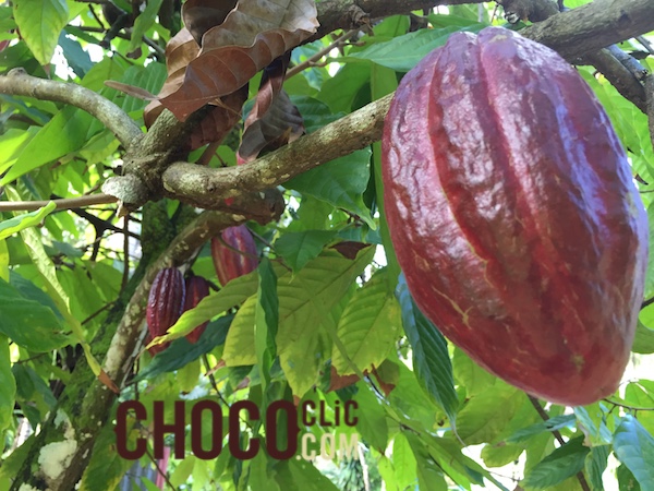 Ituri : période de la récolte de cacao, la présence des rebelles ADF un obstacle aux cacaoculteurs à Mambasa