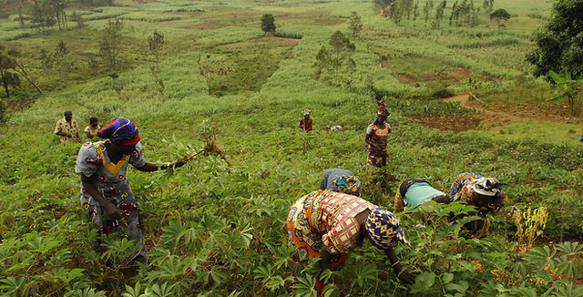 Ituri : la population agricultrice, première victime des rebelles ADF à Mambasa