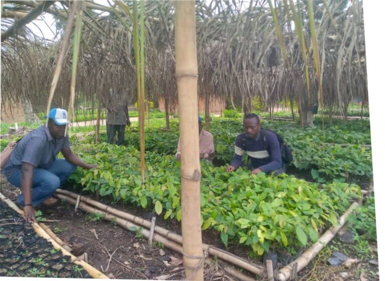 Mambasa : l’ONG Rikolto va distribuer plus de 50 000 plantules de cacao aux agriculteurs pour préserver la forêt