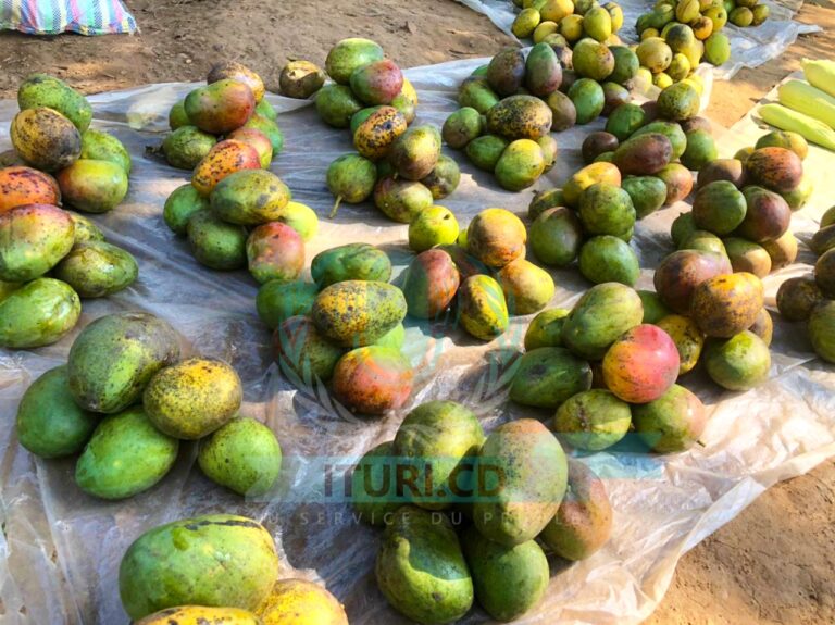 La mangue à Irumu : une ressource agricole clé pour la croissance économique et la sécurité alimentaire