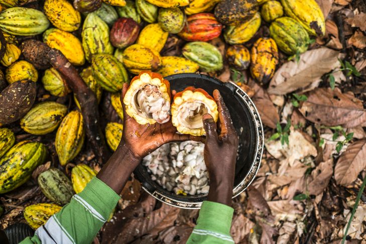 Mambasa : En un mois, des bandits armés ont dérobé plus de 200kg de cacao à Mayuano (Société Civile)